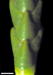 Veronica tetragona subsp. tetragona. Close-up of leaves with evident nodal joints. Scale = 1 mm.
 Image: W.M. Malcolm © Te Papa CC-BY-NC 3.0 NZ